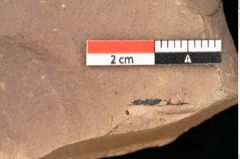 Foto (Detailsansicht) von Quercus palaeoilex Ettingshausen (NHMW-GEO-2024-0188-0922)